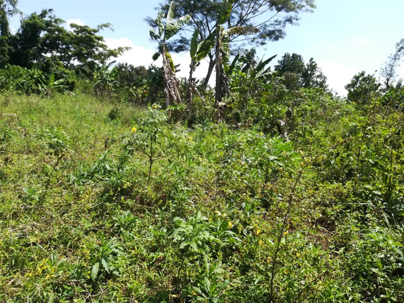 Residential Land for sale in Namuyenje Mukono