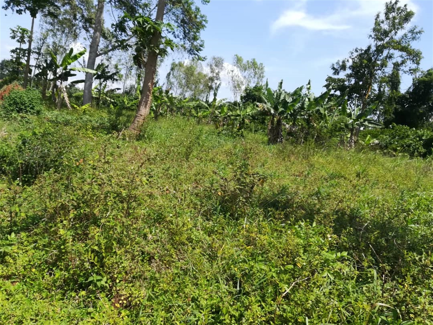 Residential Land for sale in Namuyenje Mukono