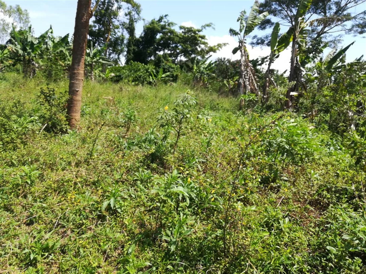 Residential Land for sale in Namuyenje Mukono