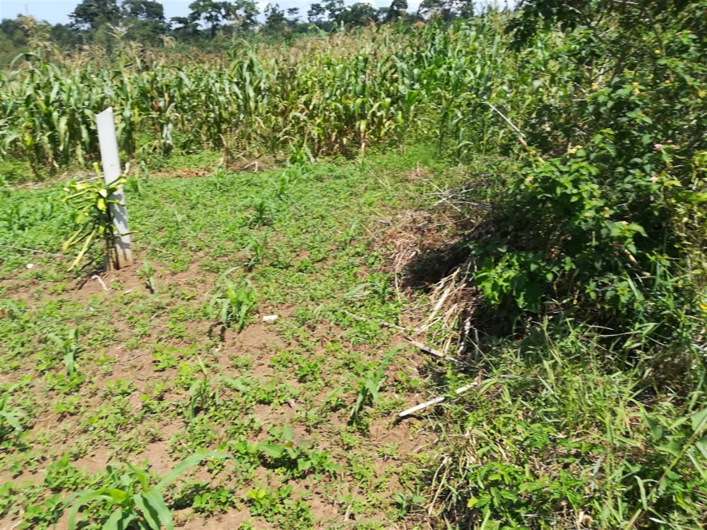 Residential Land for sale in Namuyenje Mukono