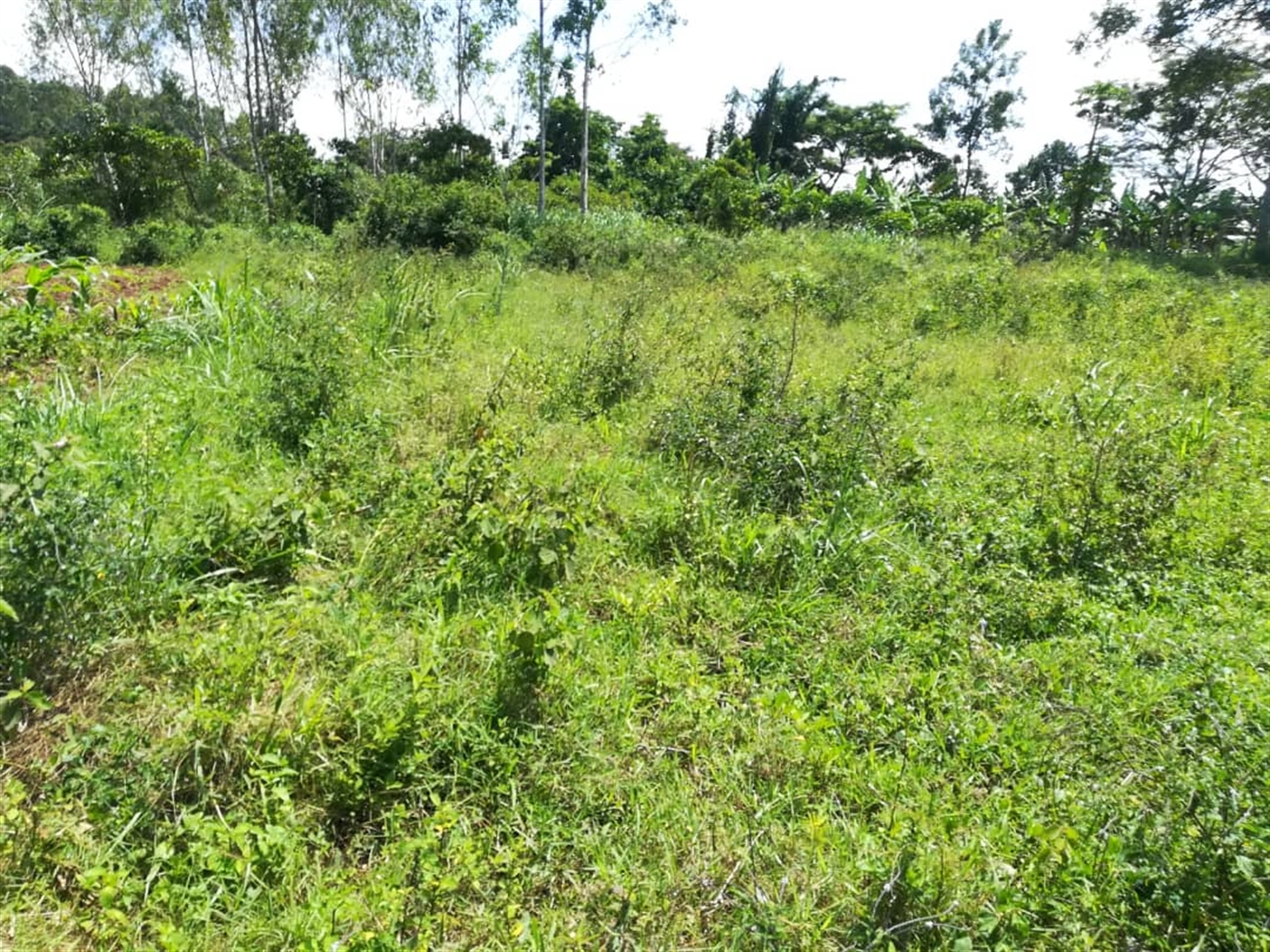 Residential Land for sale in Namuyenje Mukono