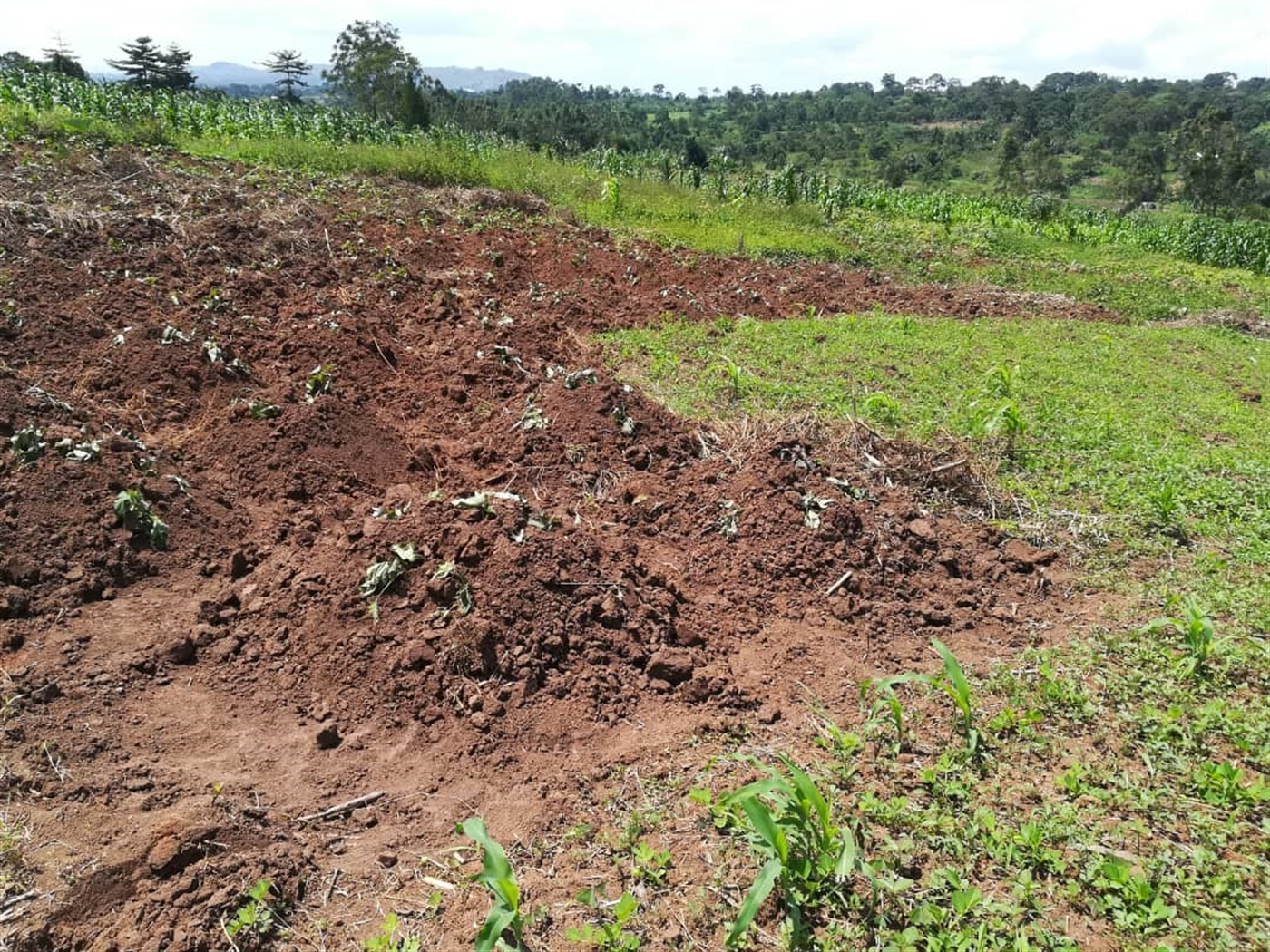 Residential Land for sale in Namuyenje Mukono