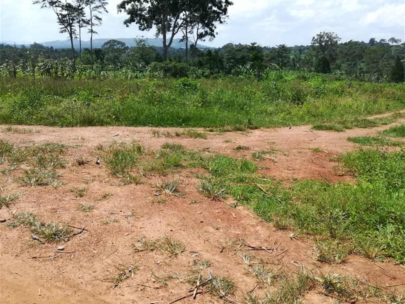 Residential Land for sale in Namuyenje Mukono