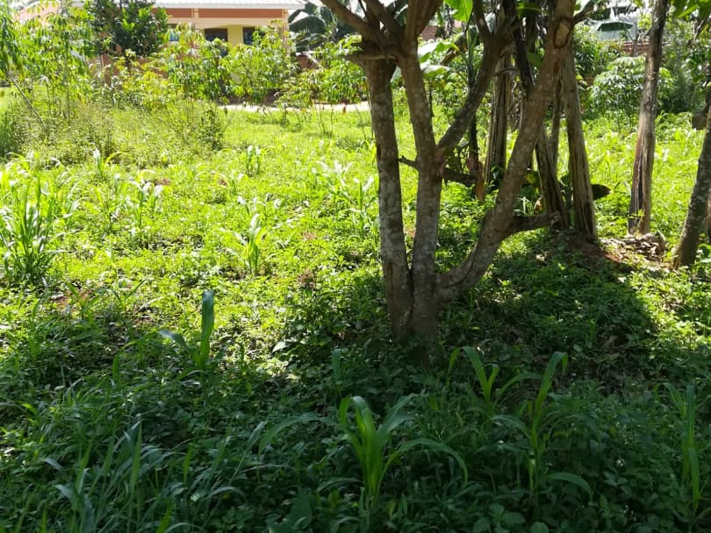 Residential Land for sale in Namuyenje Mukono