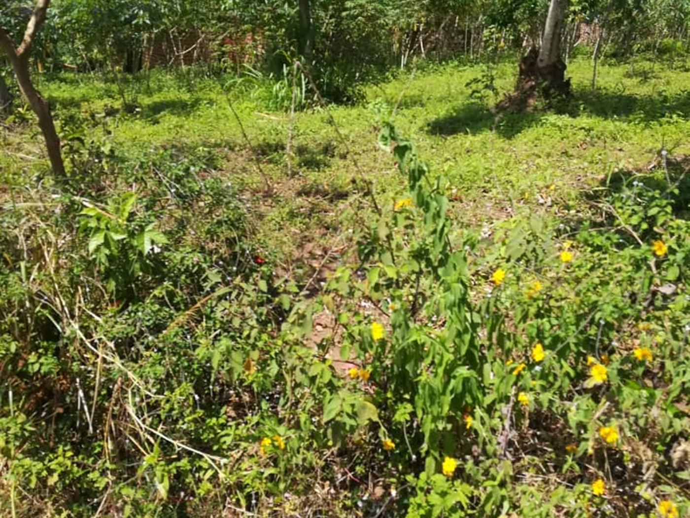 Residential Land for sale in Namuyenje Mukono