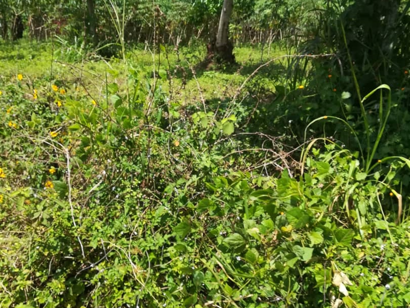 Residential Land for sale in Namuyenje Mukono