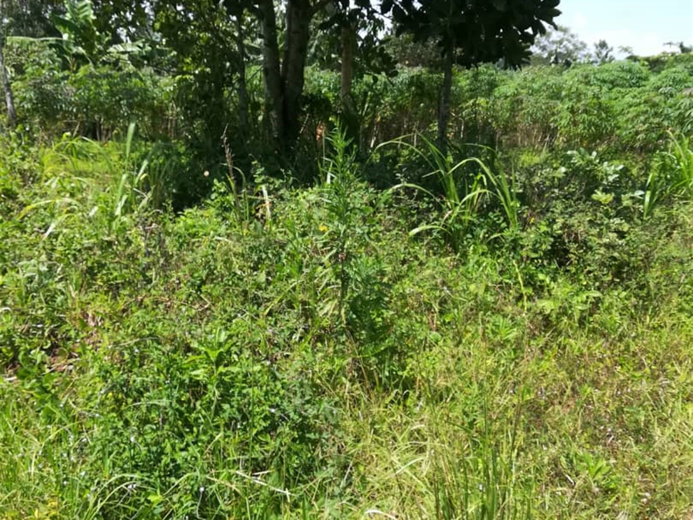 Residential Land for sale in Namuyenje Mukono