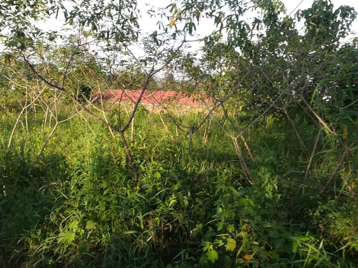 Residential Land for sale in Nakabago Mukono