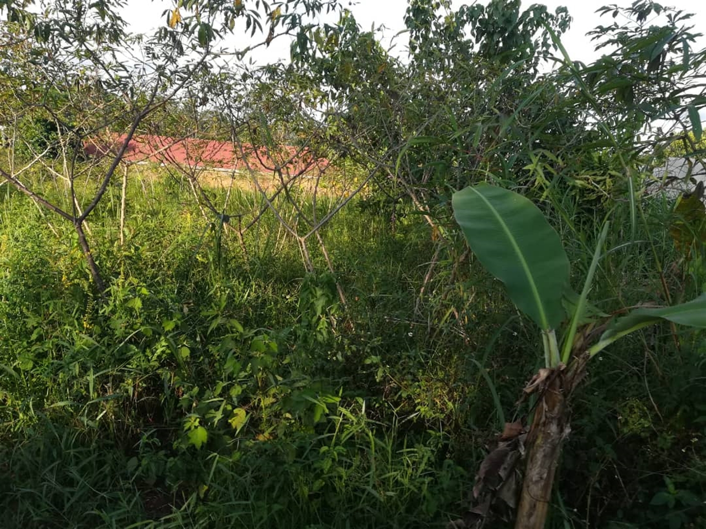 Residential Land for sale in Nakabago Mukono