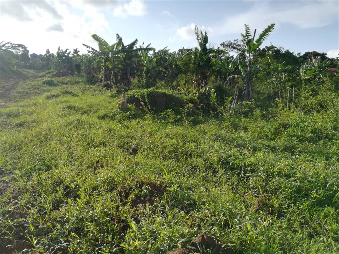 Residential Land for sale in Nakabago Mukono