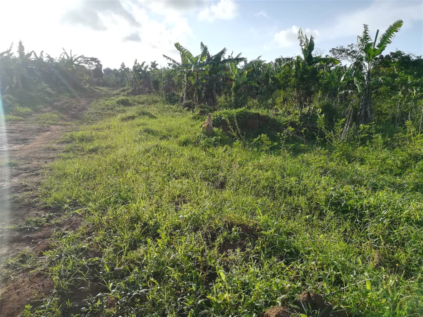 Residential Land for sale in Nakabago Mukono