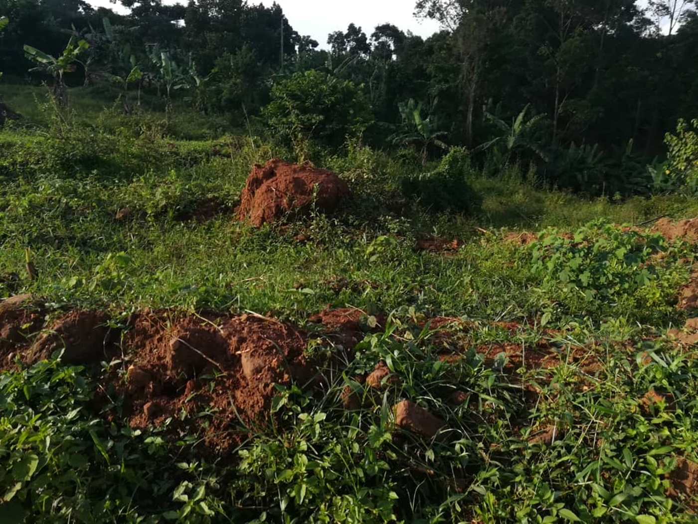 Residential Land for sale in Nakabago Mukono