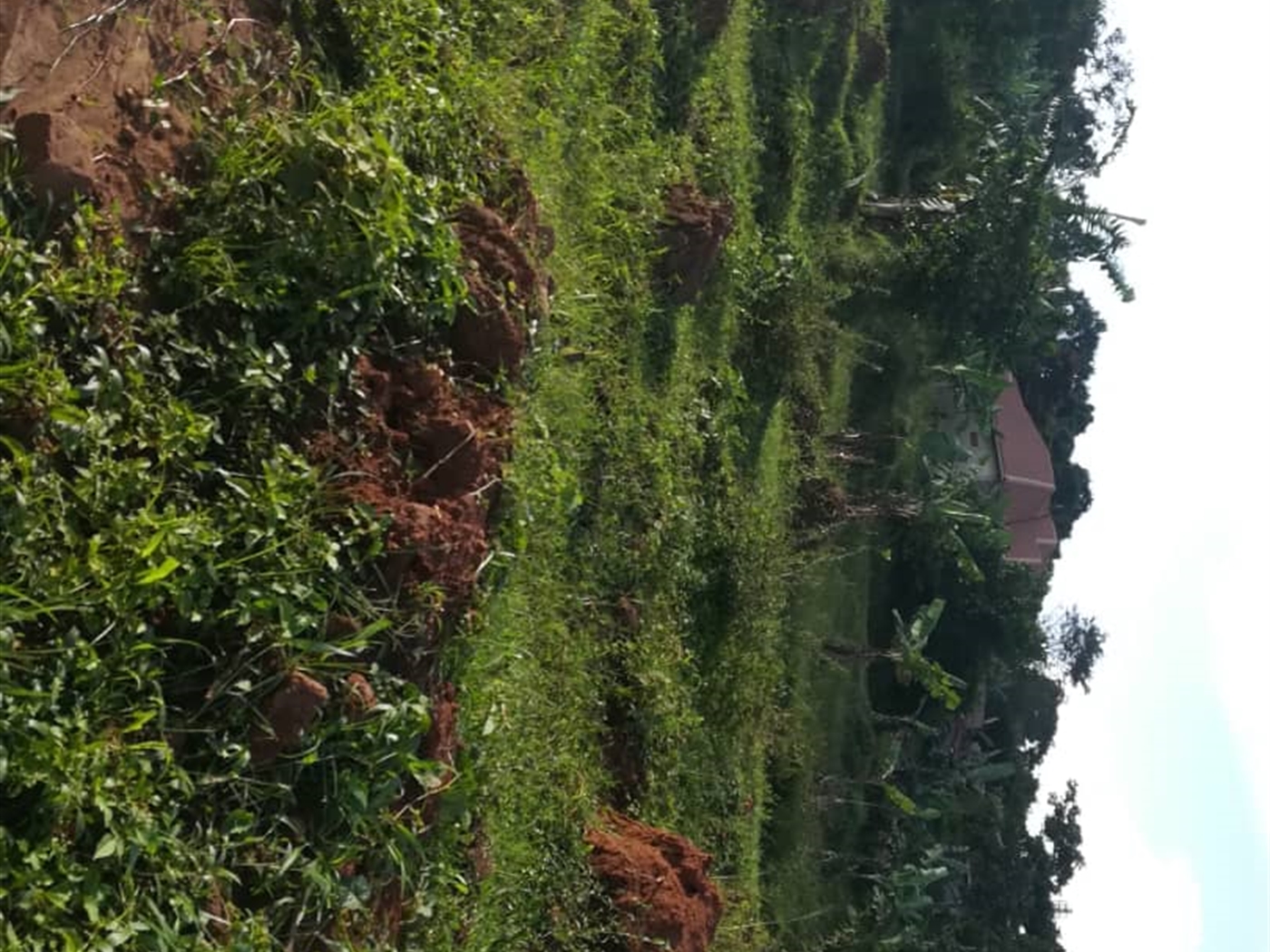 Residential Land for sale in Nakabago Mukono