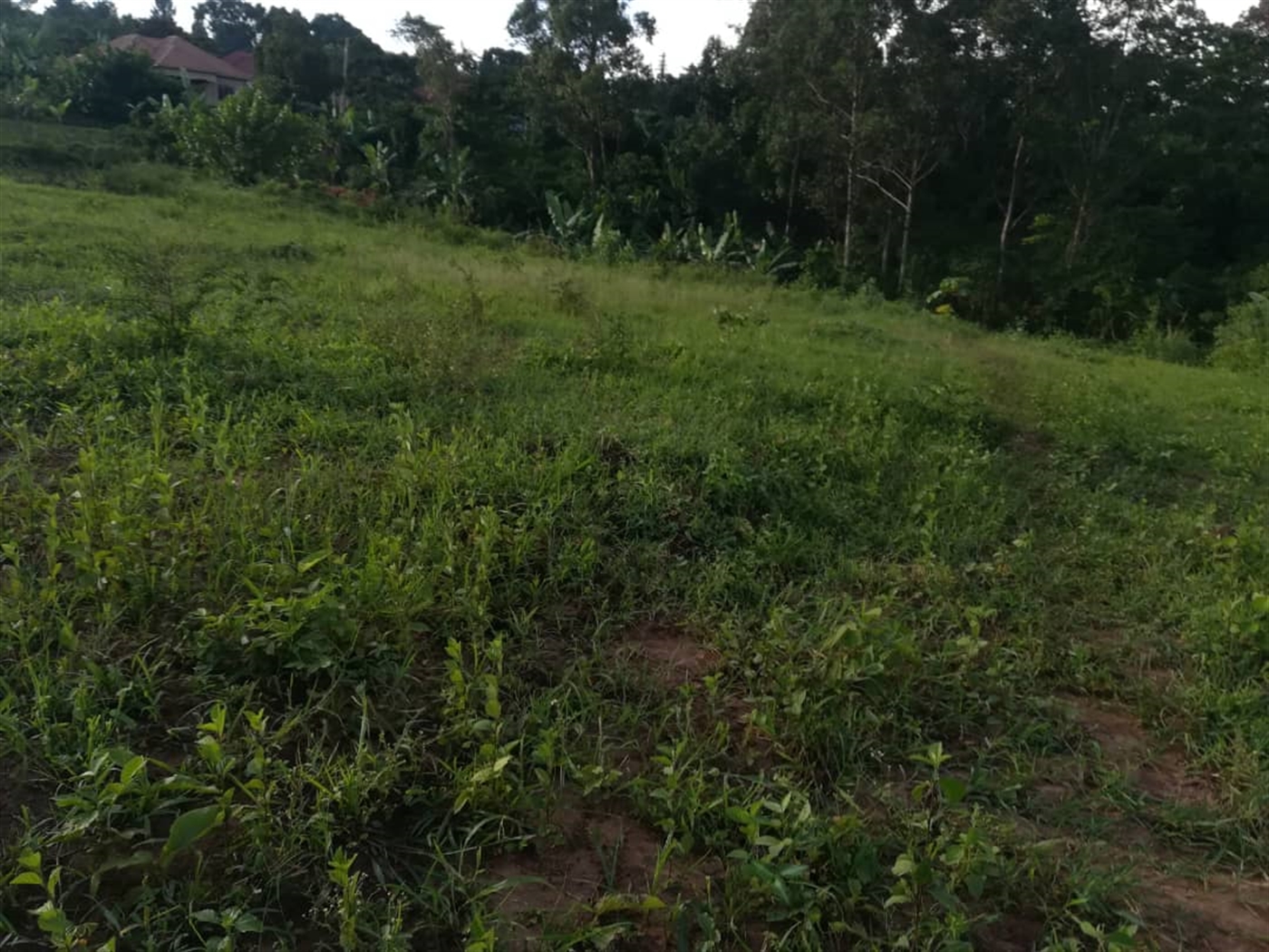 Residential Land for sale in Nakabago Mukono