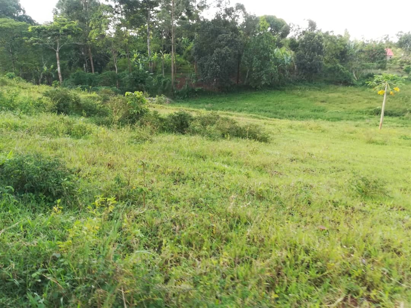 Residential Land for sale in Nakabago Mukono