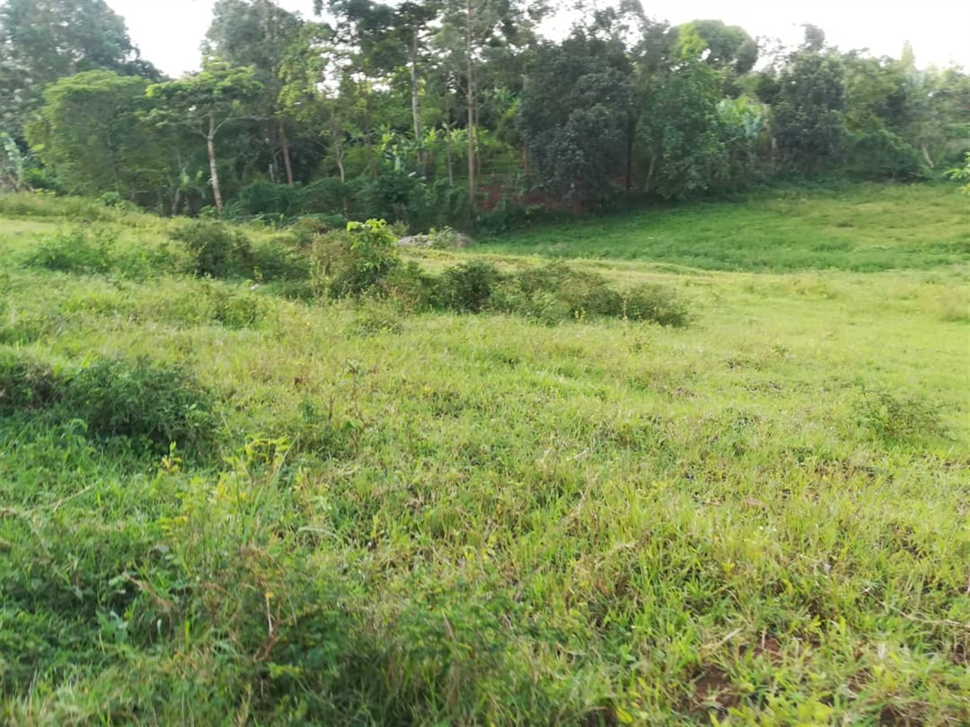 Residential Land for sale in Nakabago Mukono