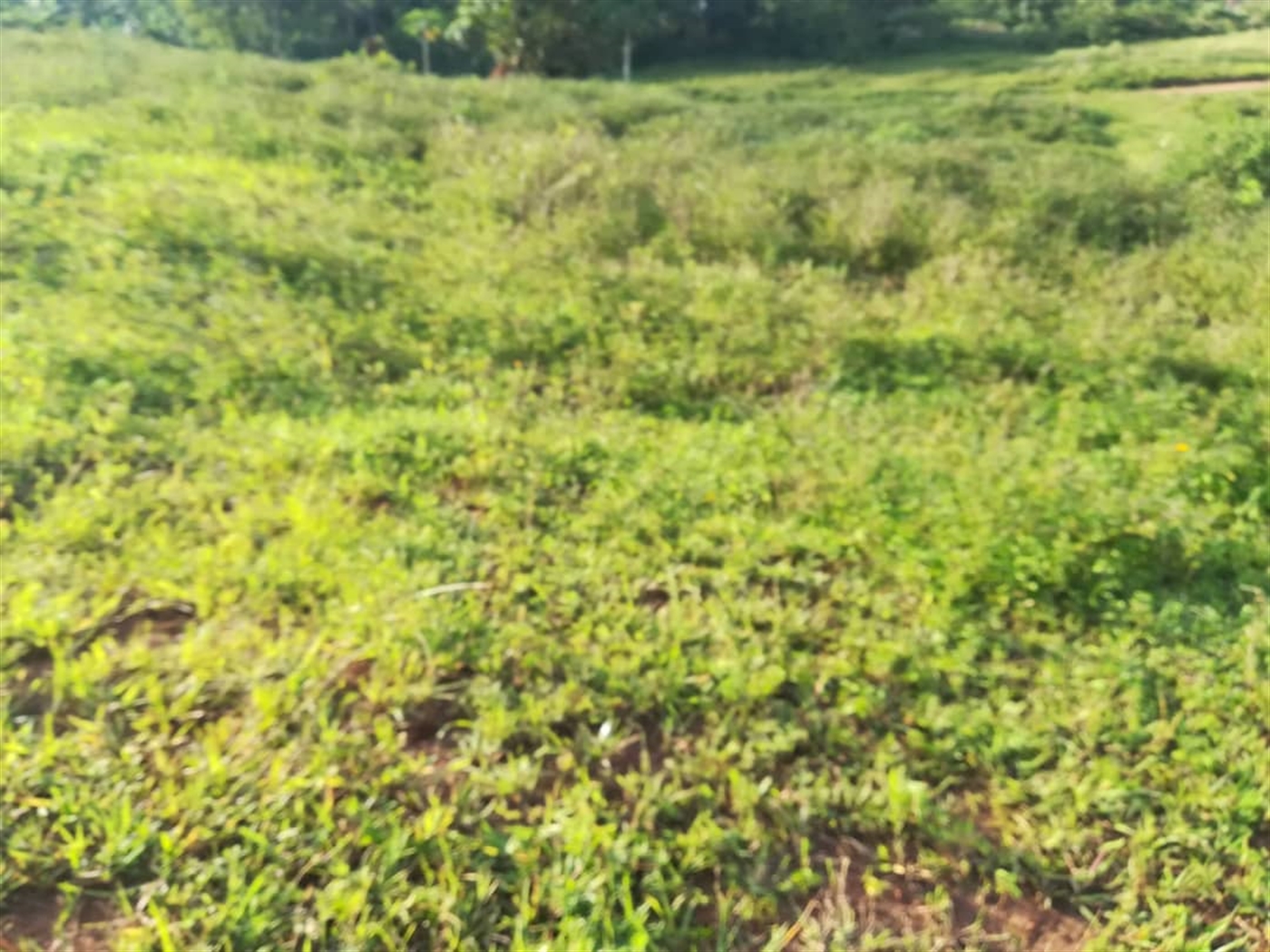 Residential Land for sale in Nakabago Mukono