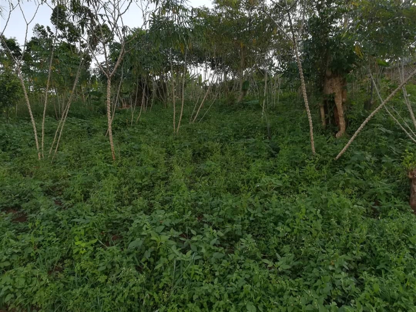 Residential Land for sale in Nakabago Mukono