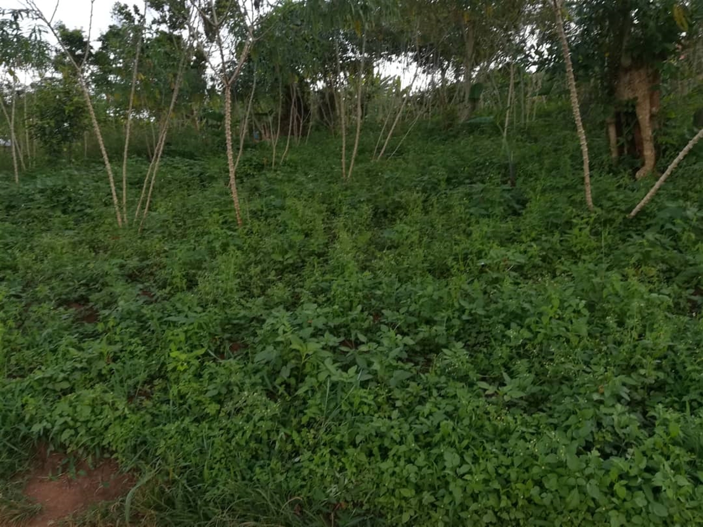 Residential Land for sale in Nakabago Mukono