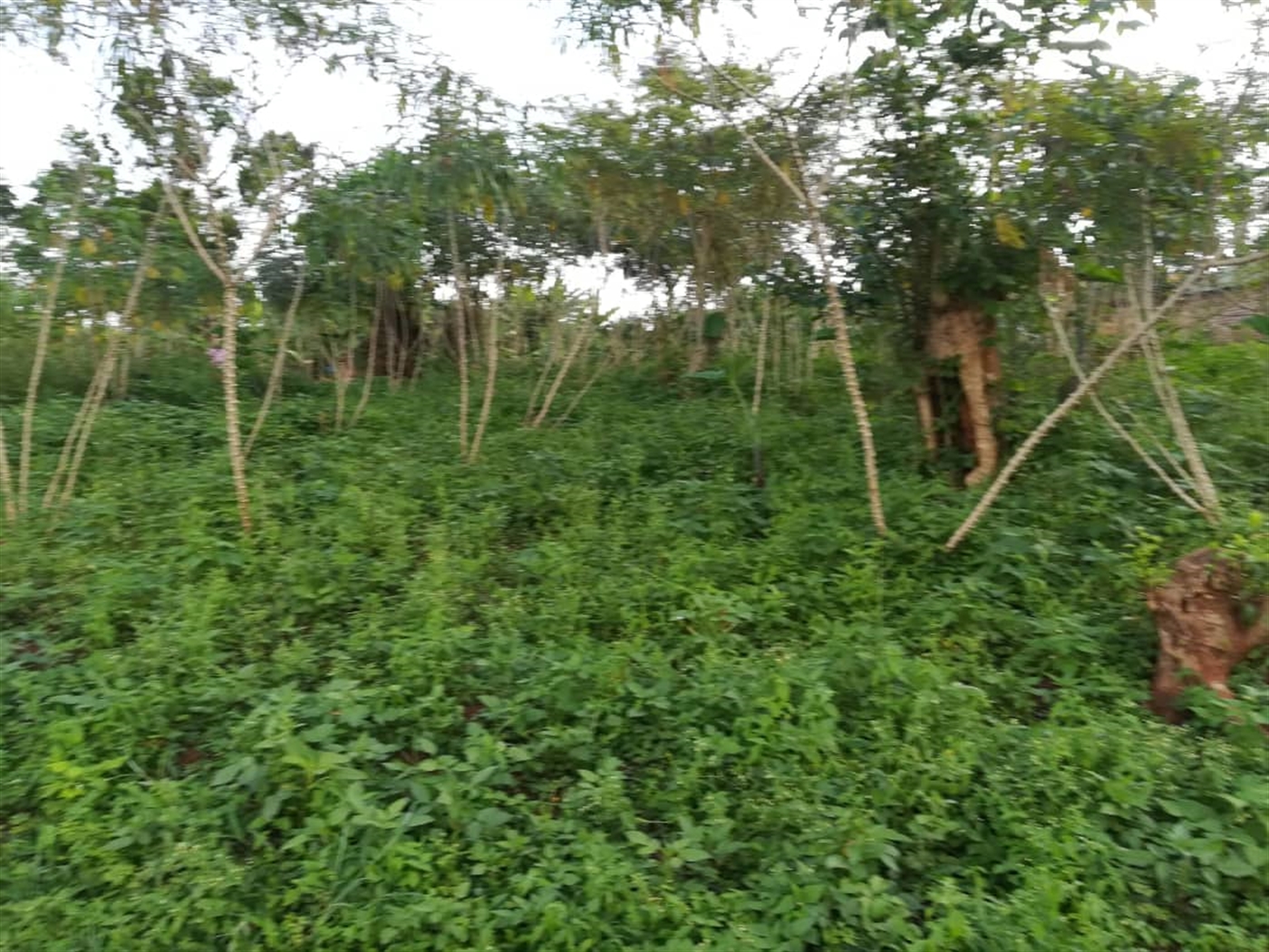 Residential Land for sale in Nakabago Mukono