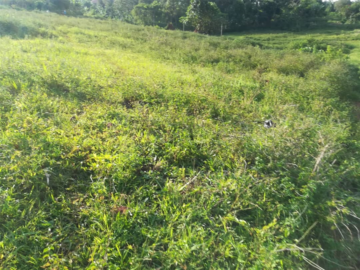 Residential Land for sale in Nakabago Mukono