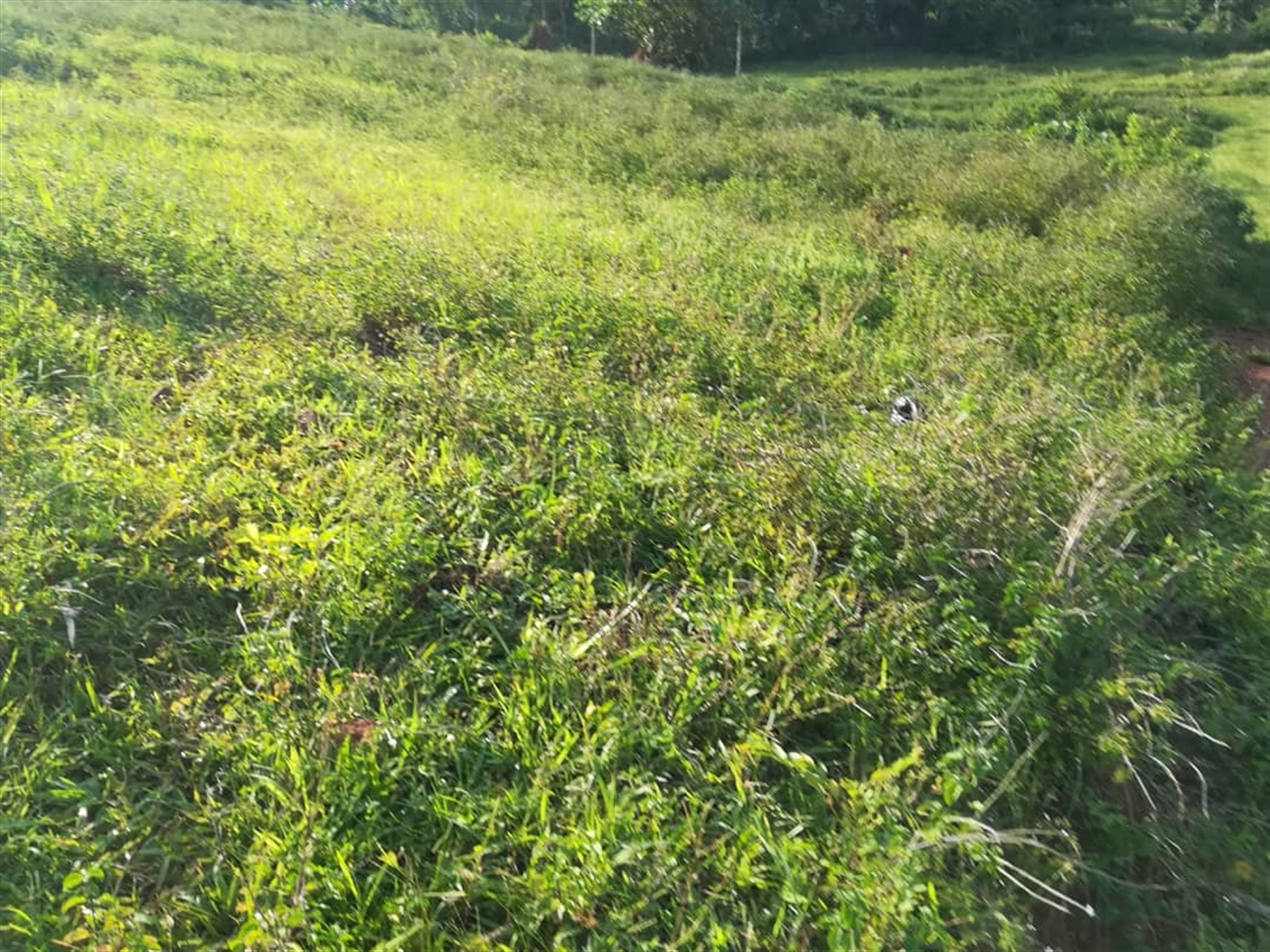 Residential Land for sale in Nakabago Mukono