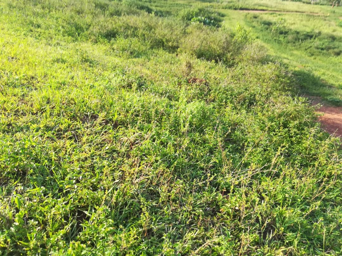 Residential Land for sale in Nakabago Mukono