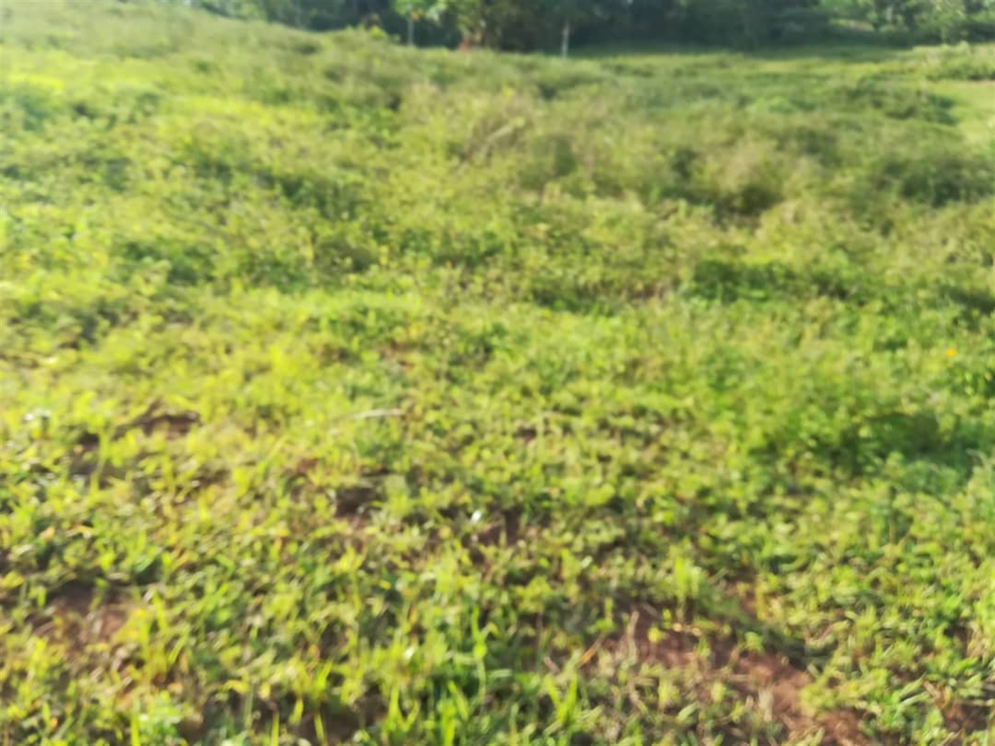 Residential Land for sale in Nakabago Mukono