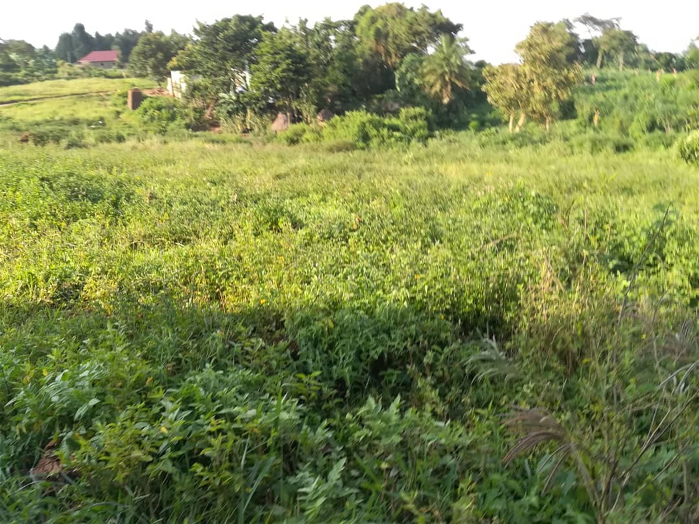 Residential Land for sale in Nakabago Mukono