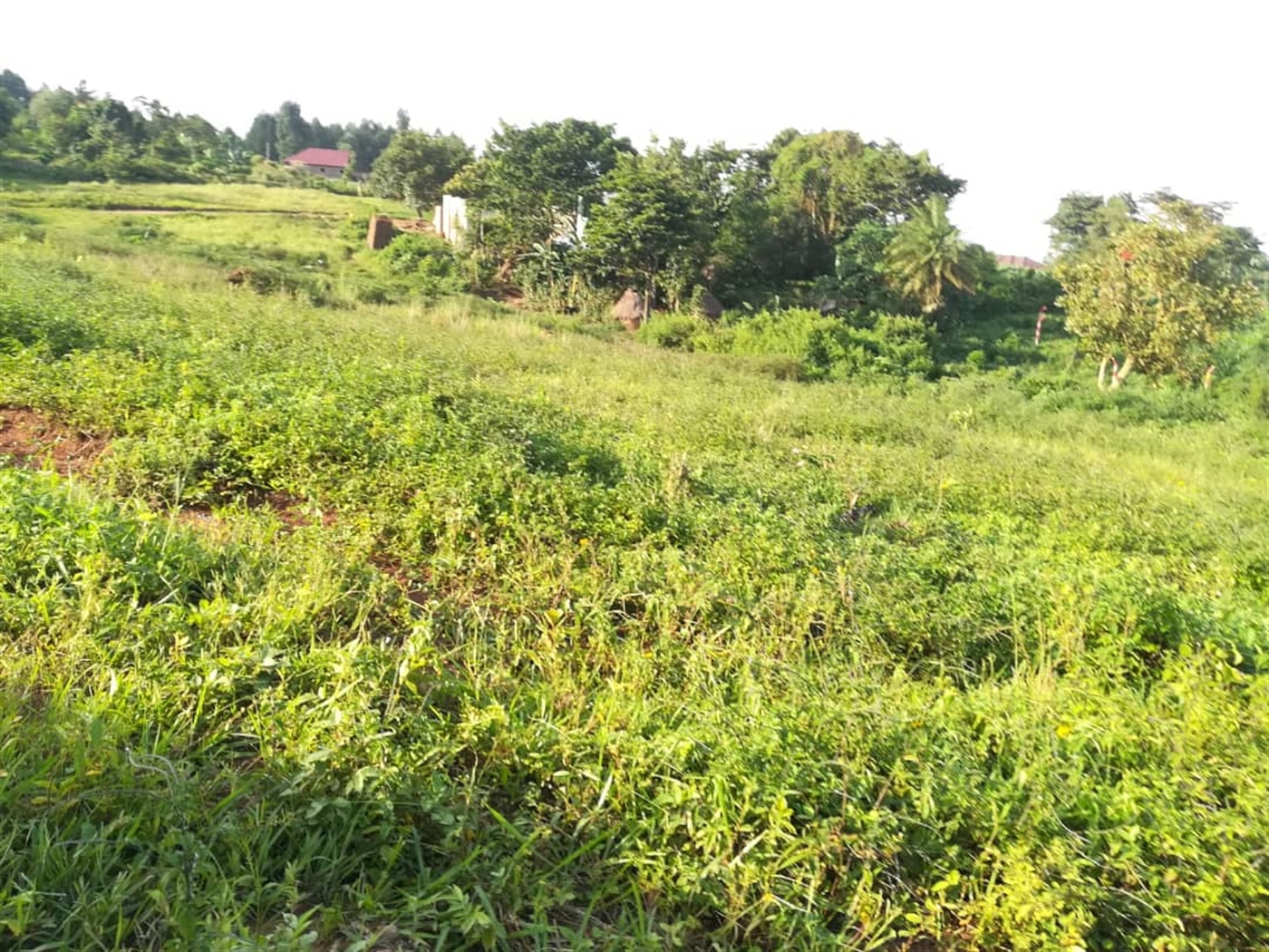 Residential Land for sale in Nakabago Mukono