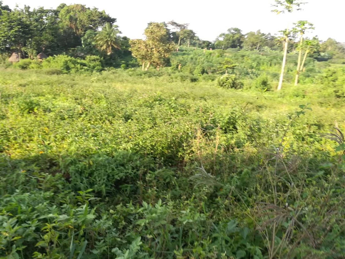 Residential Land for sale in Nakabago Mukono