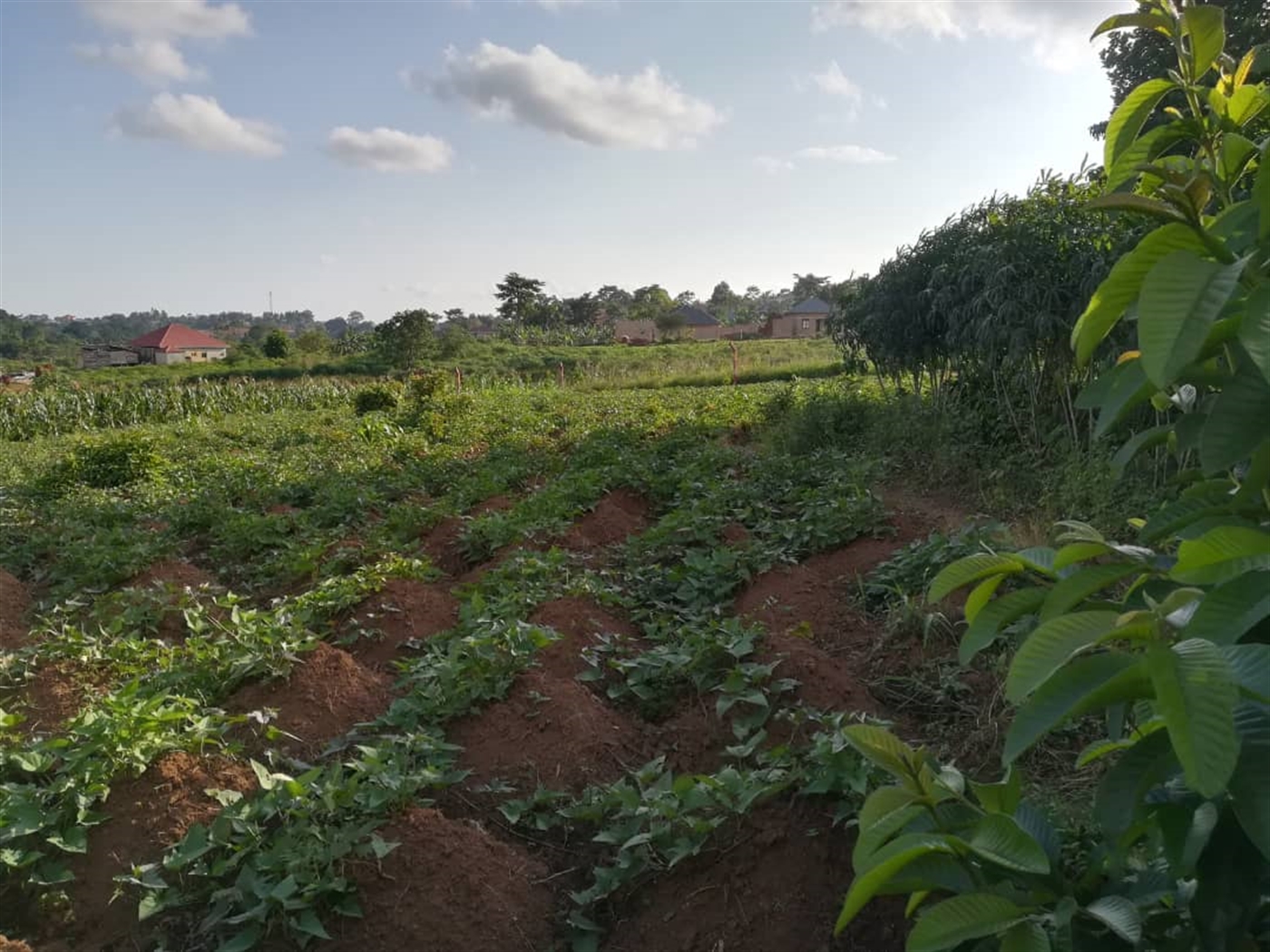 Residential Land for sale in Nakabago Mukono