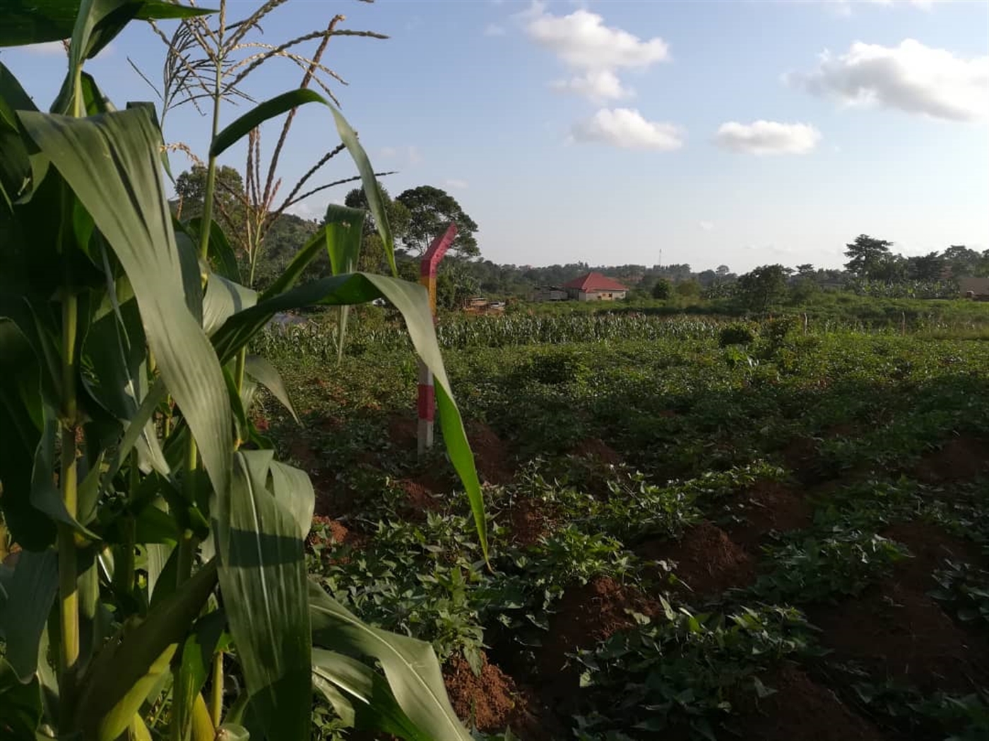 Residential Land for sale in Nakabago Mukono