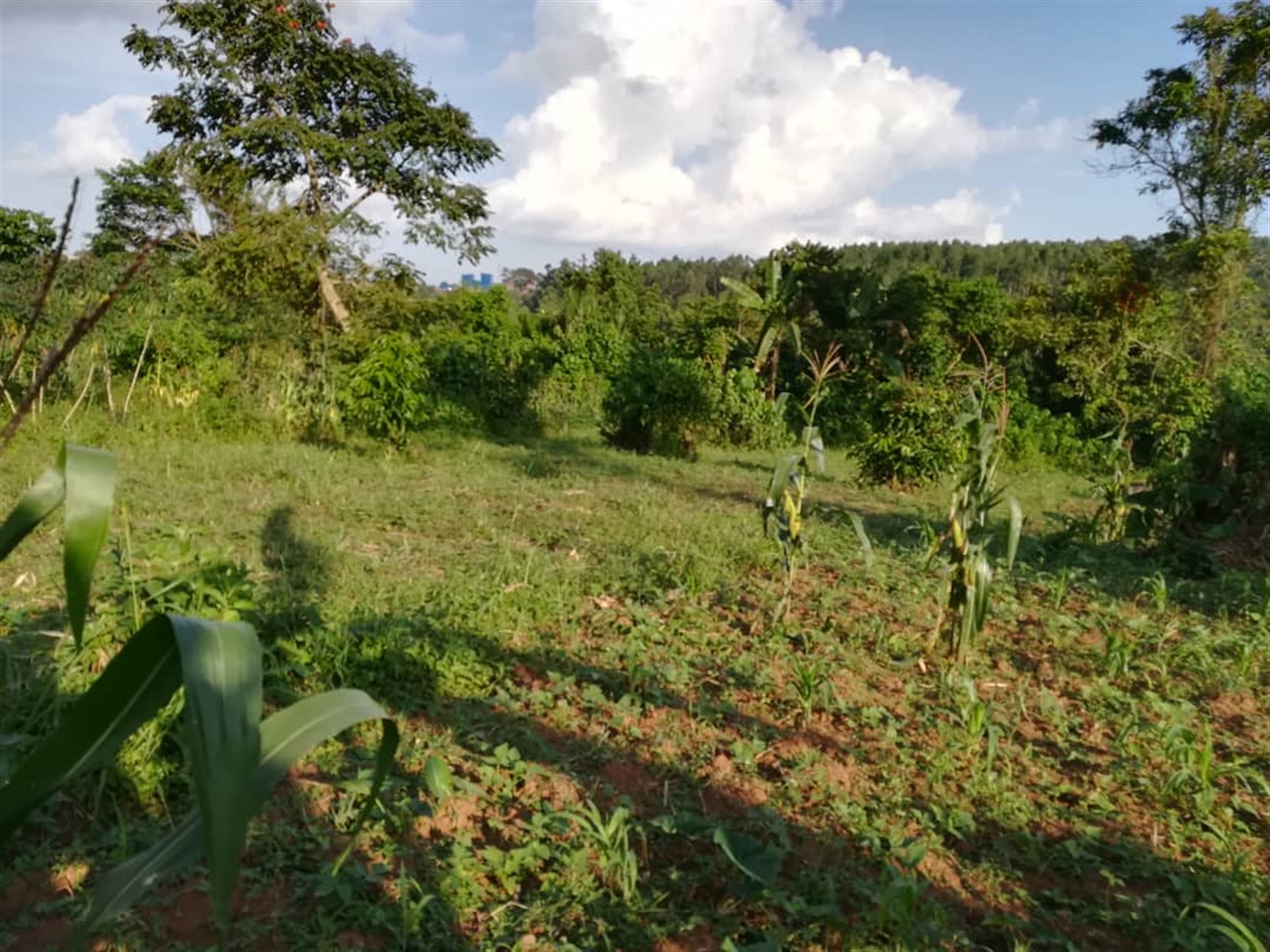 Residential Land for sale in Nakabago Mukono