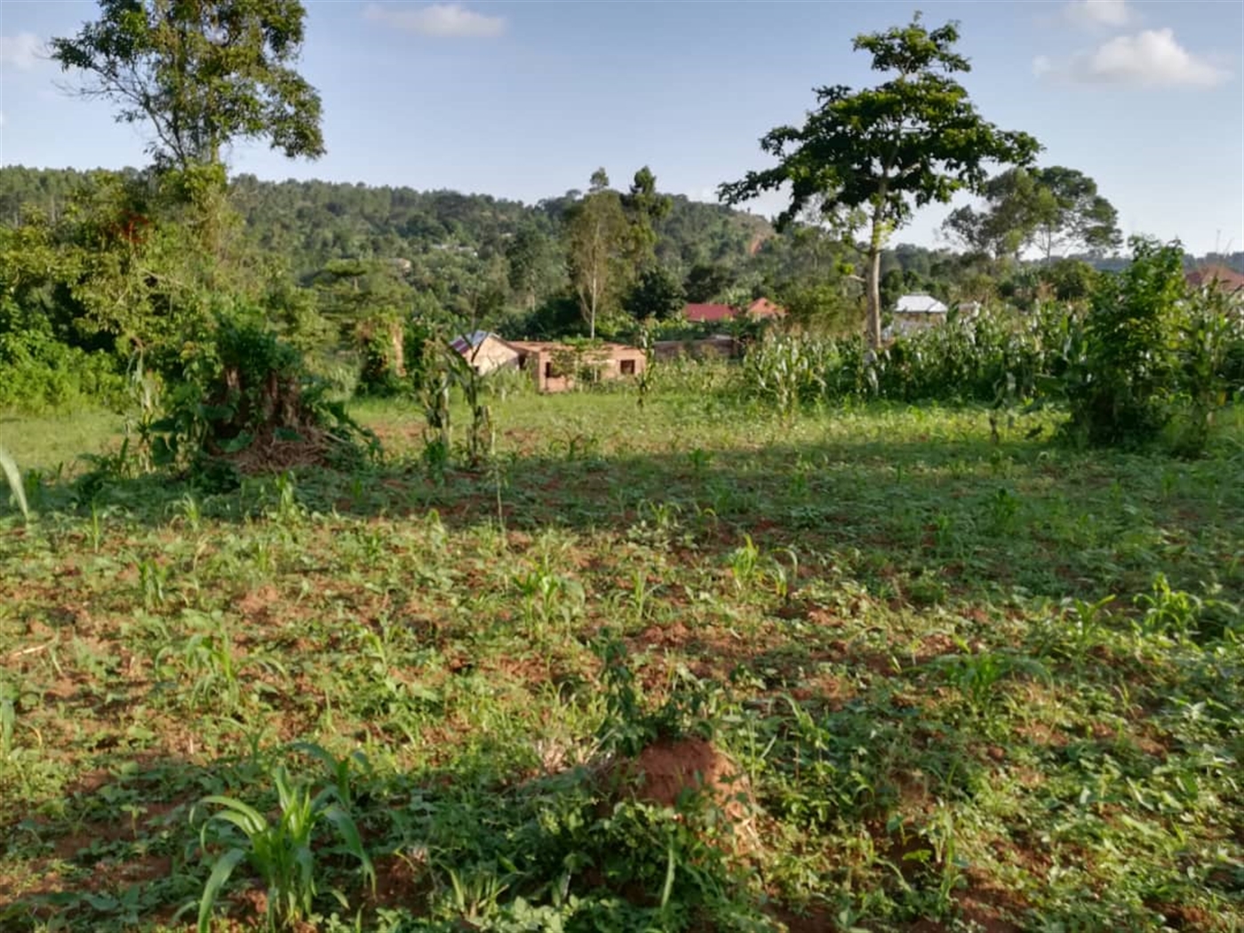 Residential Land for sale in Nakabago Mukono