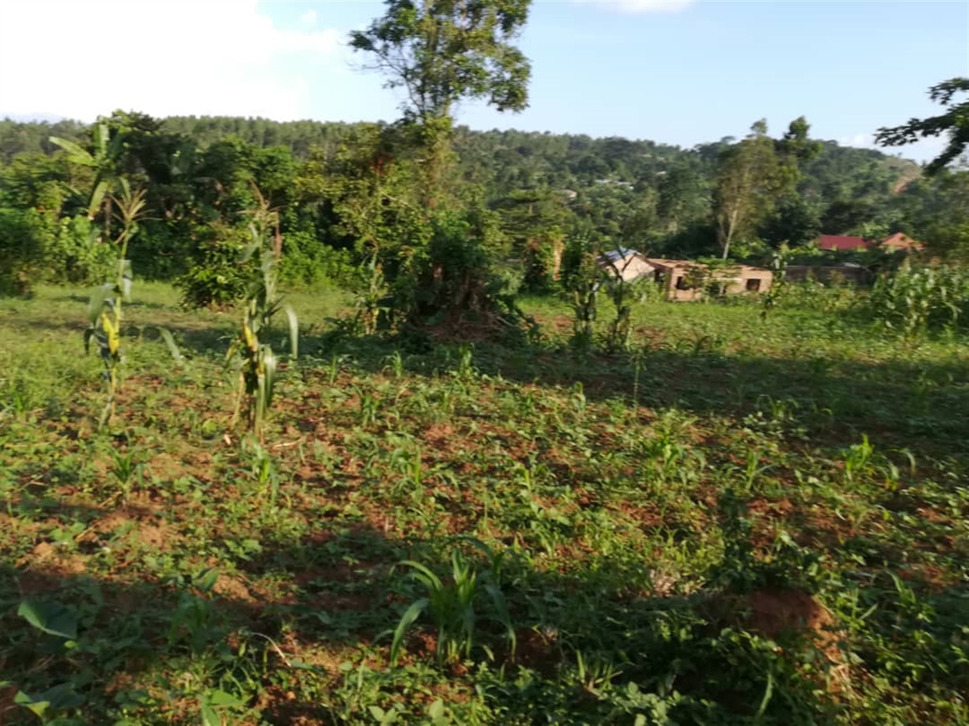 Residential Land for sale in Nakabago Mukono