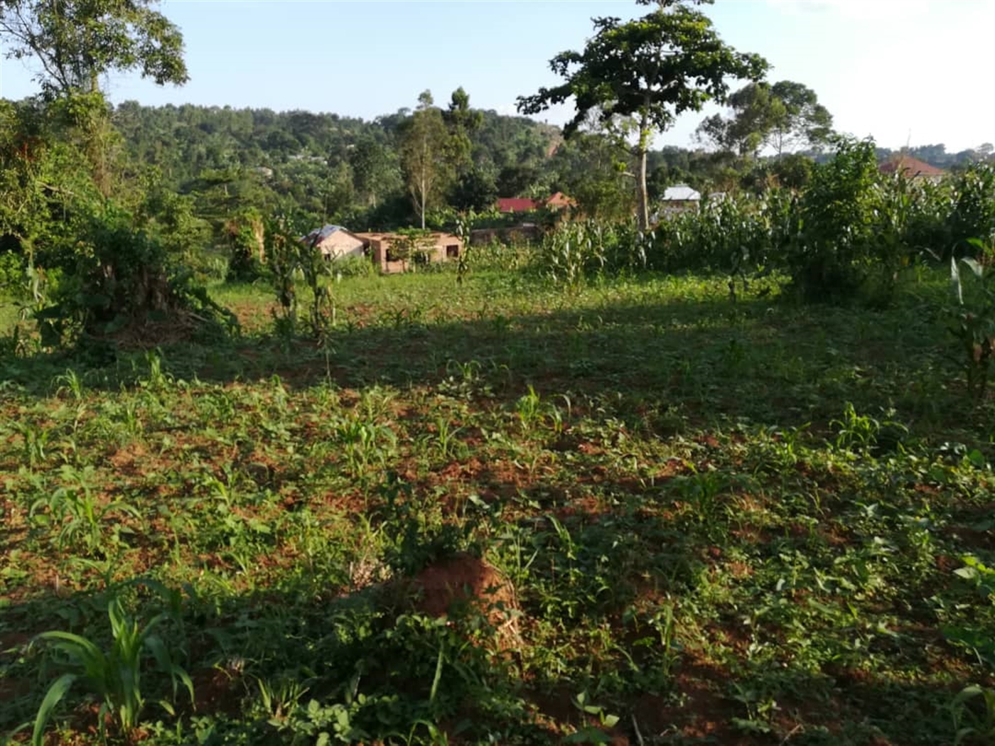 Residential Land for sale in Nakabago Mukono