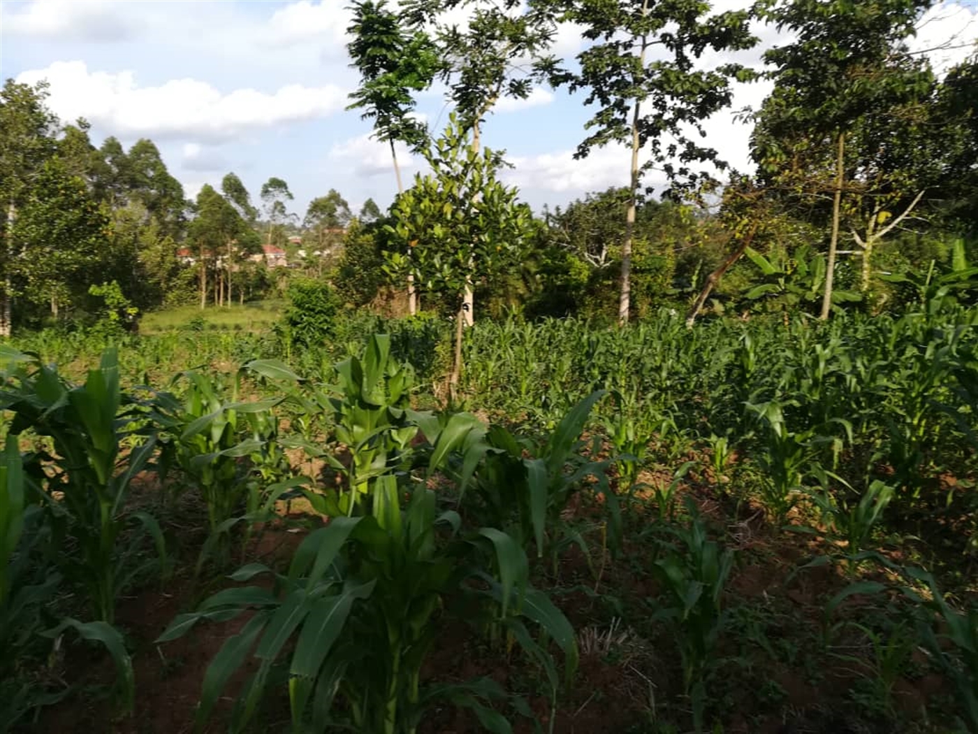 Residential Land for sale in Nakabago Mukono