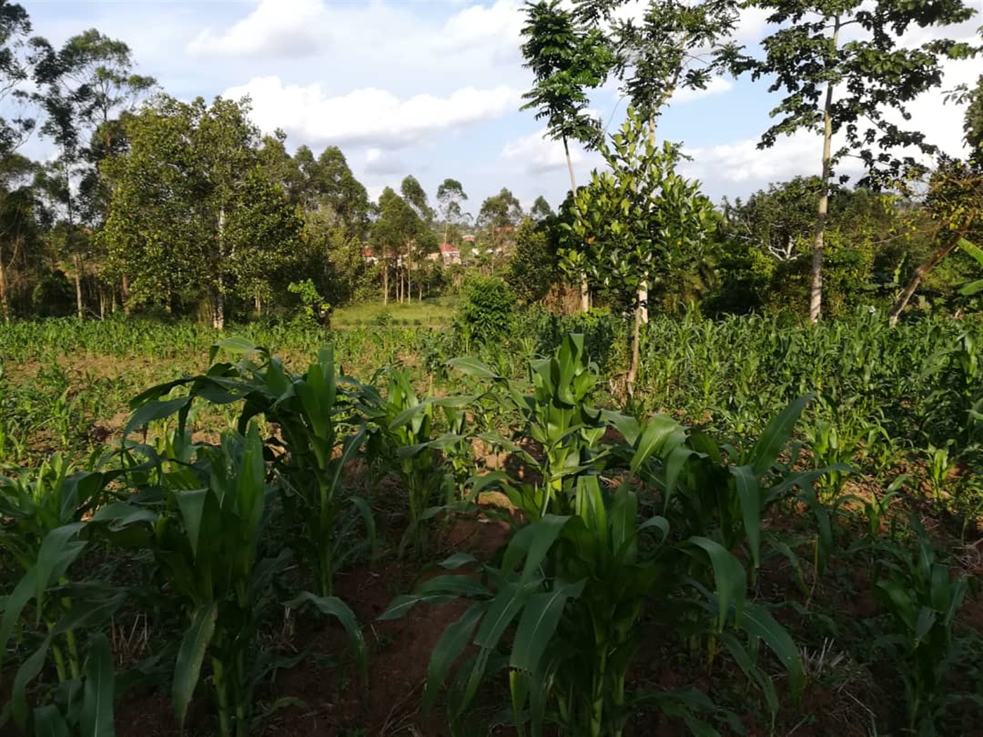 Residential Land for sale in Nakabago Mukono