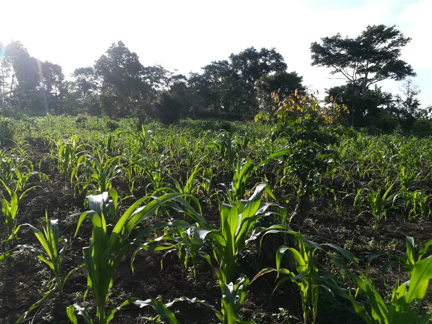 Residential Land for sale in Nakabago Mukono