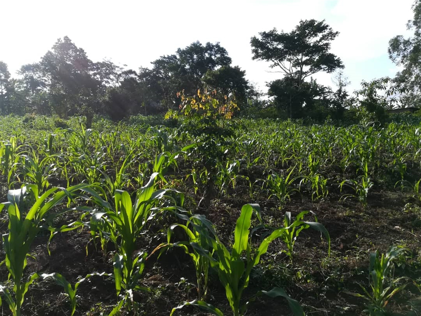 Residential Land for sale in Nakabago Mukono