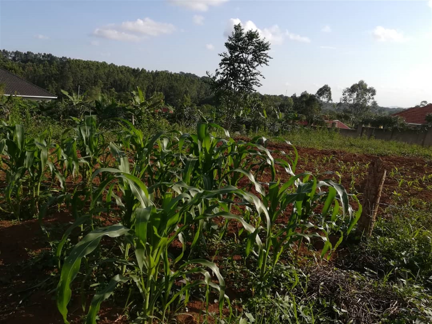 Residential Land for sale in Nakabago Mukono