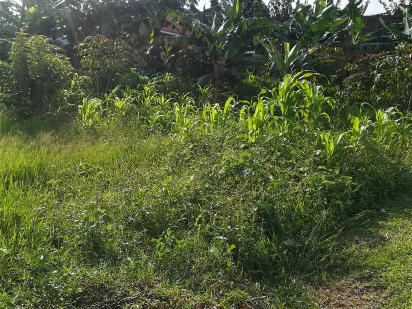 Residential Land for sale in Ntawo Mukono