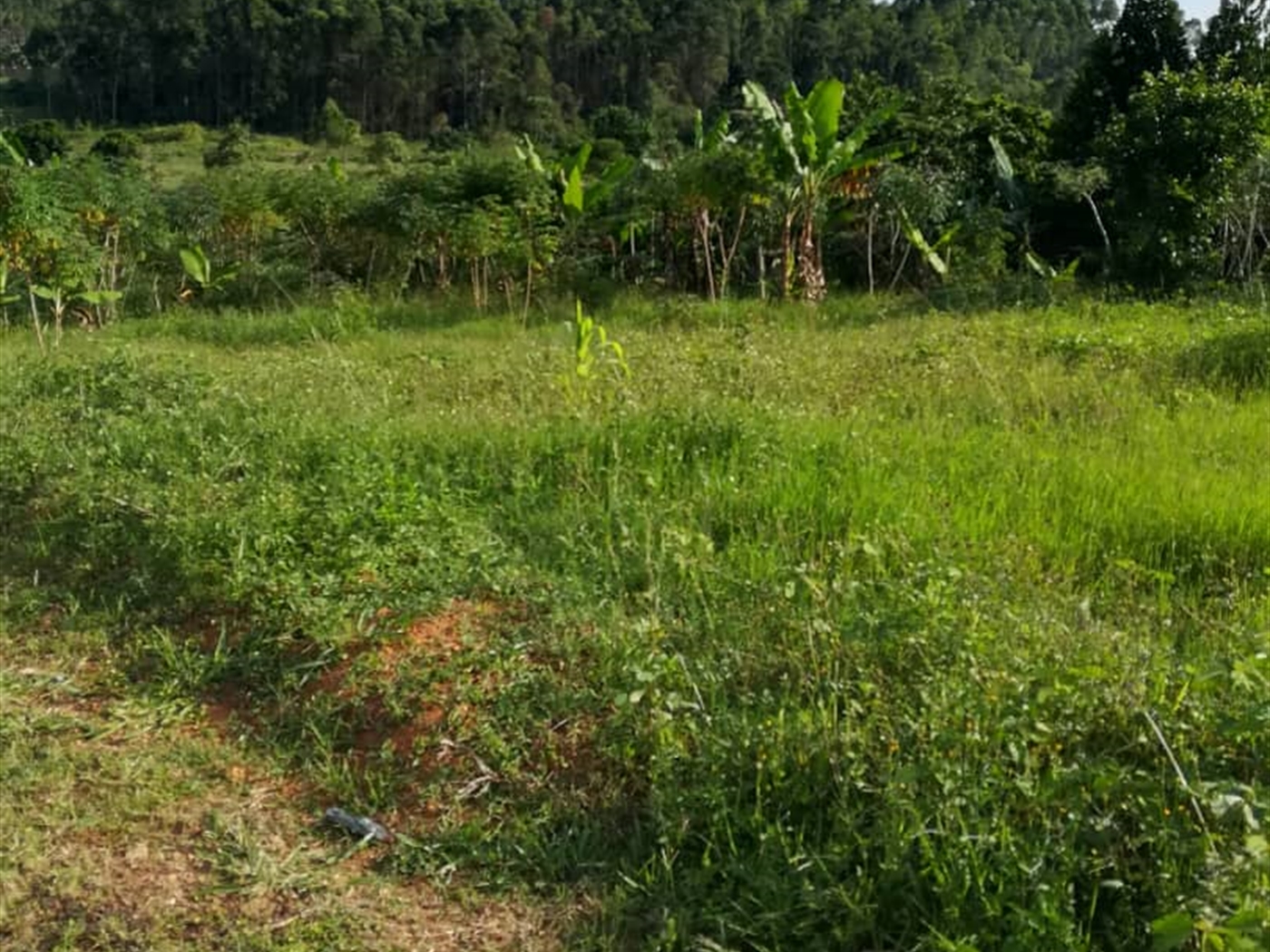 Residential Land for sale in Ntawo Mukono