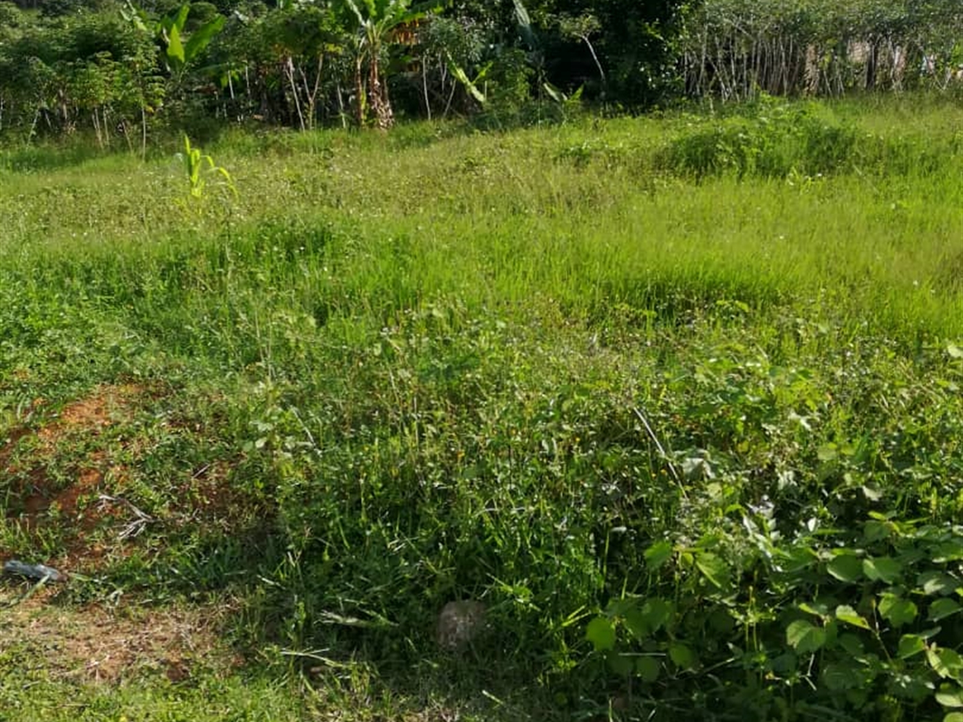 Residential Land for sale in Ntawo Mukono