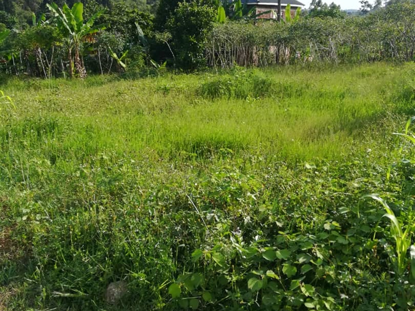 Residential Land for sale in Ntawo Mukono