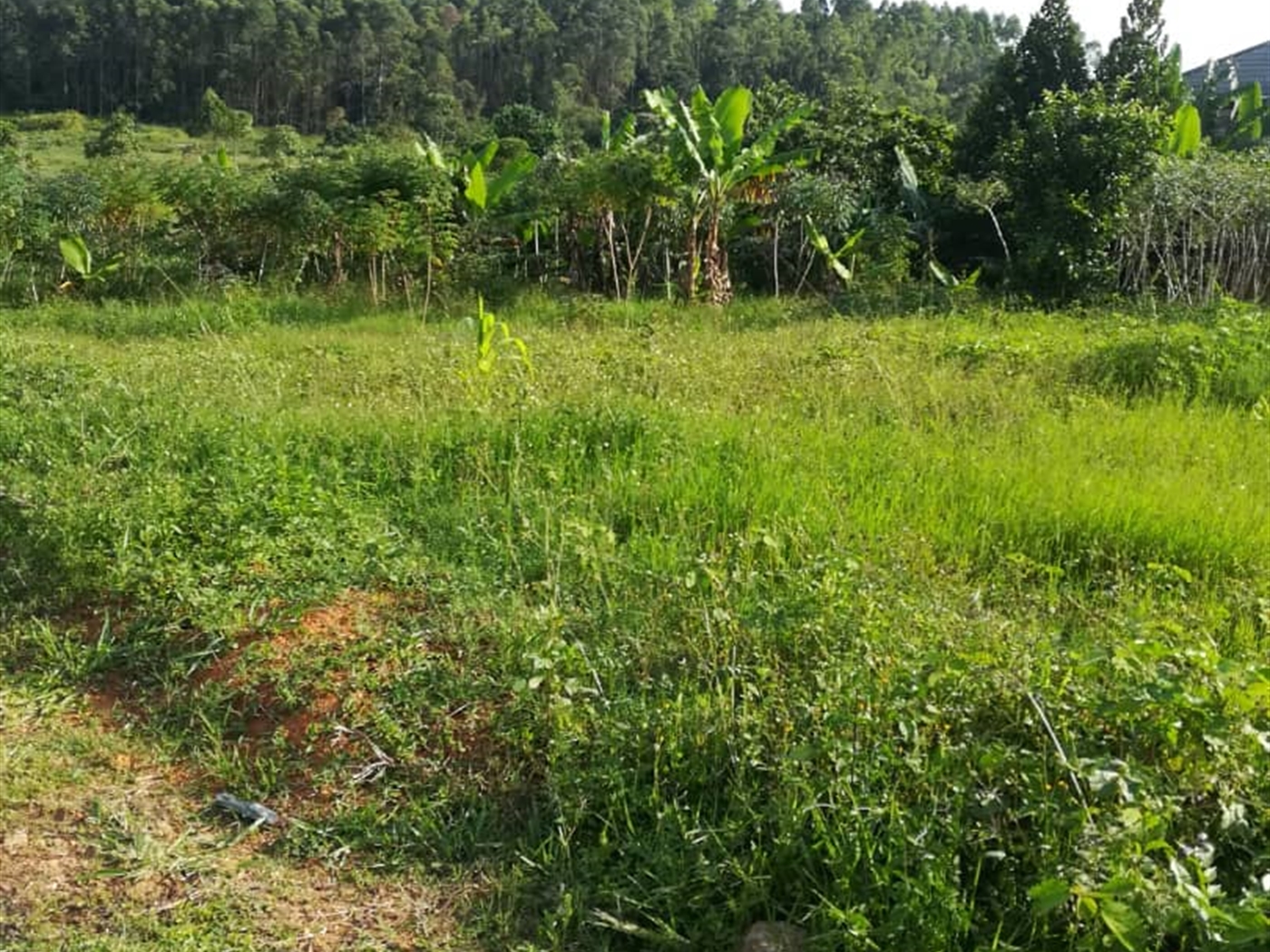 Residential Land for sale in Ntawo Mukono