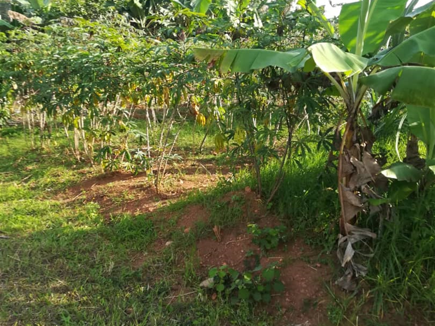 Residential Land for sale in Ntawo Mukono