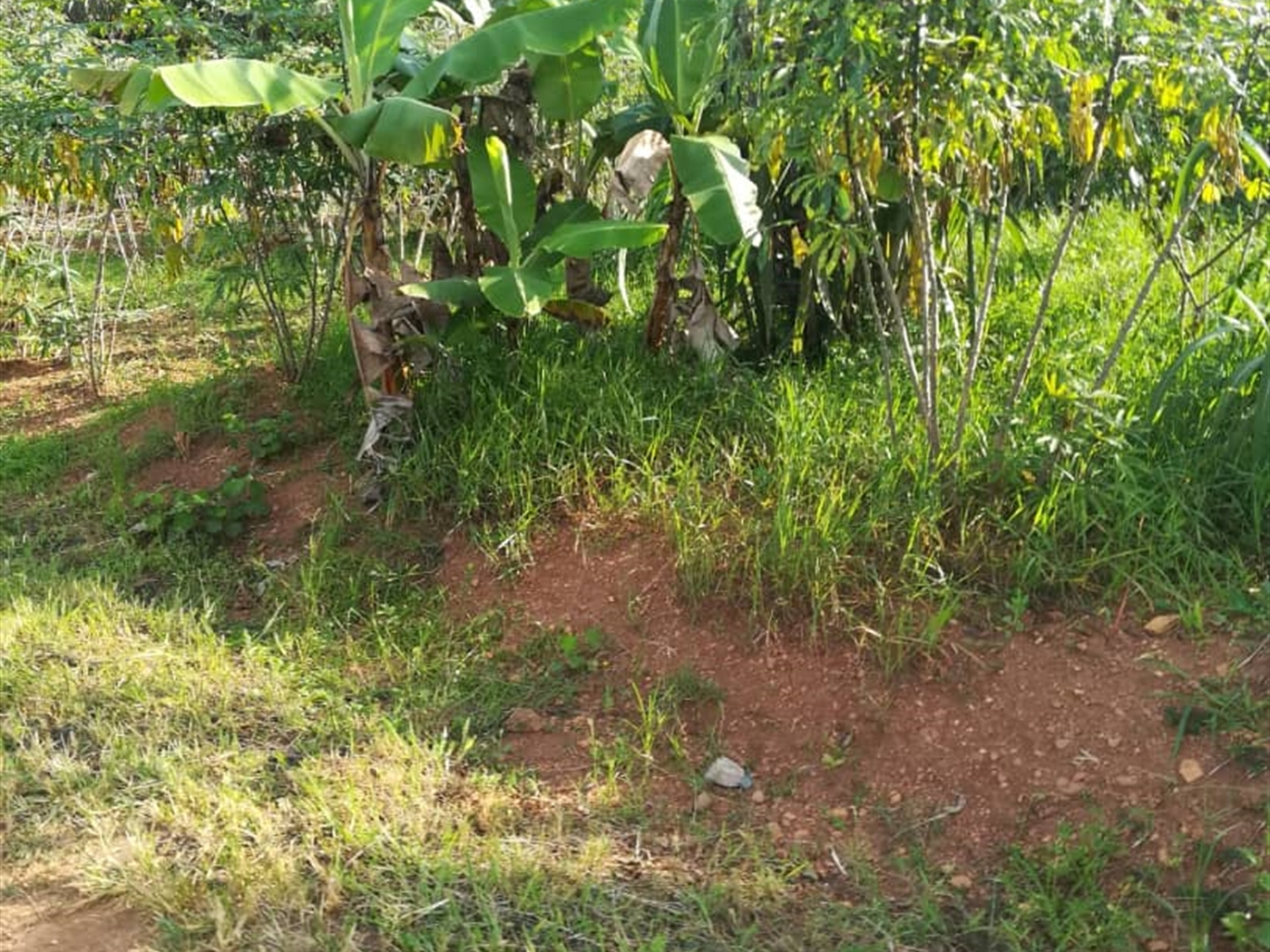 Residential Land for sale in Ntawo Mukono