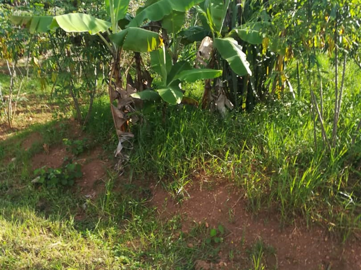 Residential Land for sale in Ntawo Mukono